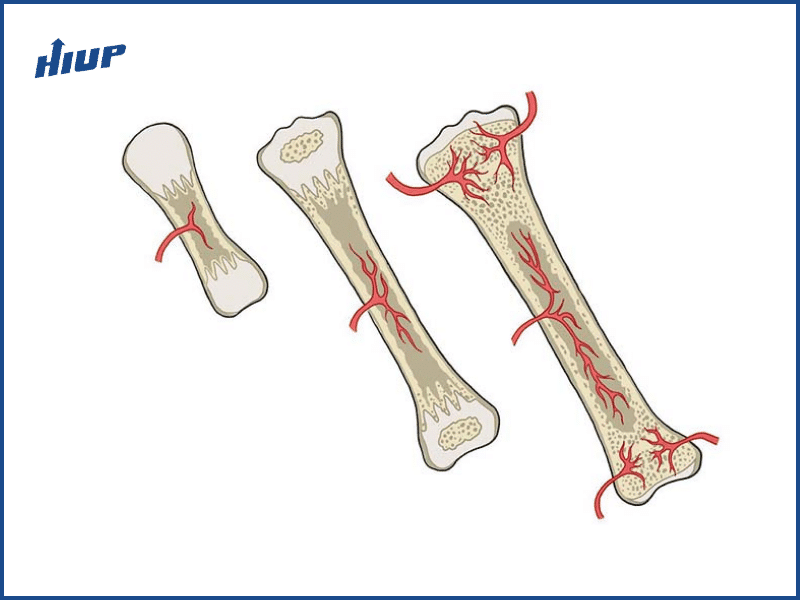 Cách cao lên 10cm trong 1 tuần