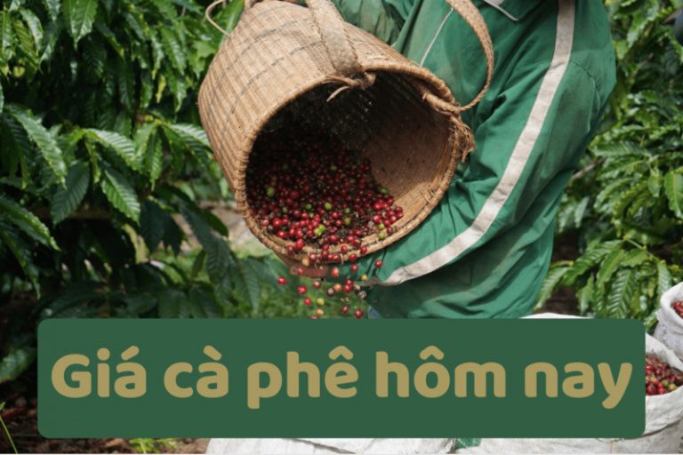 Giá cà phê hôm nay 26/07/2026: Đắk Nông vượt mốc 96.000 đồng/kg