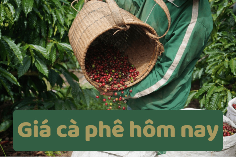 Giá cà phê hôm nay 26/07/2026: Đắk Nông vượt mốc 96.000 đồng/kg